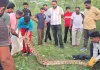 Python Snake: 50 किलो वजनी अजगर का किया रेस्क्यू 